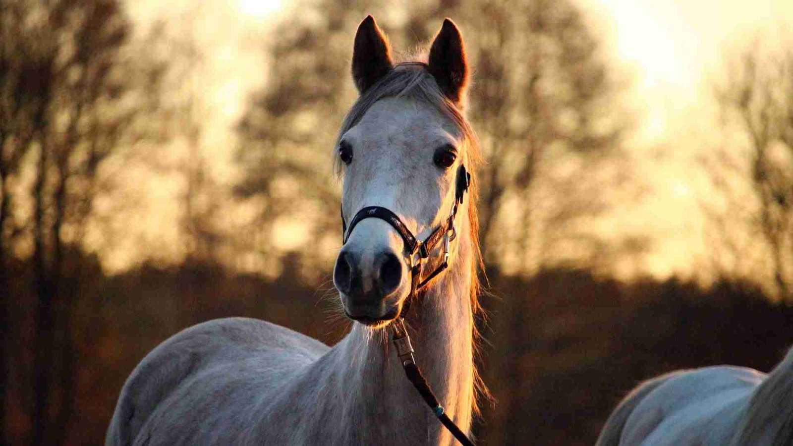 Kinesios - Kinesiologie animal - Cheval - Chevaux
